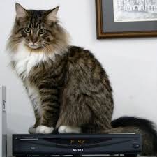 Originally found in the wilds of maine, the maine coon will make a large, loving addition to your family. Maine Coon Breed Guide Pet Circle