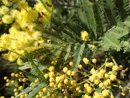 Image result for Acacia