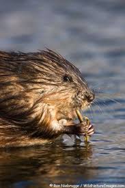 Check spelling or type a new query. 15 Muskrats Ideas Wildlife Animals Mammals