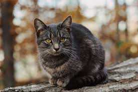 What recourse do i have? Feral Cat Advice And Tips Fetch Pet Care