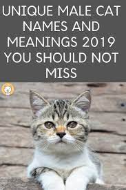 A lot of people give their cats human names. 2500 Unique Cat Names For 2020 You Should Not Miss Boy Cat Names Cat Names Unique Cat Names