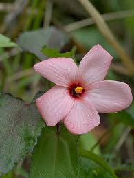 Image result for Malvaceae subfamily Bombacoideae