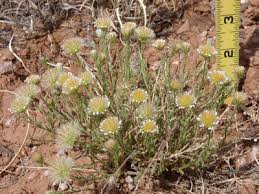 Image result for Rhaptopetalum roseum