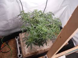 These lights put out huge amounts of light and their spectrum is close enough to the sun to be effective in plant growth. Leds Vs Lec Donaldj Lights Ventilation I Love Growing Marijuana Forum By Robert Bergman