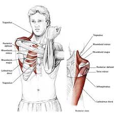 Common Neck Shoulder Stretching Exercises Shoulder Stretching Exercises Neck Exercises Neck Shoulders