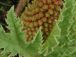 Image result for Gunnera