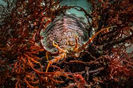 Image result for Isoglossa vulcanicola