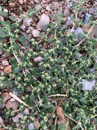 Image result for Guilleminea densa