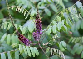 Image result for Indigofera fuscosetosa