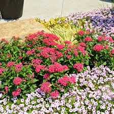 Image result for Pentameris pictigluma