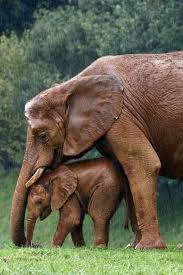 Mother Elephant Protecting Her Baby Elefantes Animales De Africa Amor De Elefante