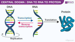 Your genetic information (genes) dna: Central Dogma Steps Involved In Central Dogma
