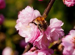 Image result for mandloň trojlaločná