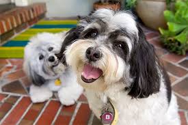 Looking for havanese puppies for sale in pennsylvania? Havanese Dog Breed Information Pictures Characteristics Facts Dogtime