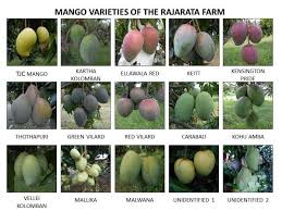 How To Grow Mango Tree In Pot! - Ecotek Green Living