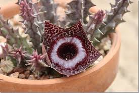 Image result for Huernia levyi