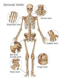 Pin On Educational Medical Diagrams