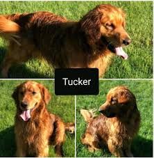 Is a golden retriever puppy right for you? Golden Retriever Puppy Dog For Sale In Redmond Oregon