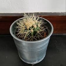 These patches are even more resistant to animal bites. Cactus Spines