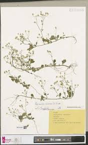 Image result for Vernonia kirungae