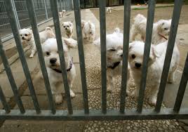 Hund, katze, maus & co. Koln Tierheime In Diesen Tierheimen In Koln Und Der Region Konnen Sie Vierbeinen Helfen Kolner Stadt Anzeiger