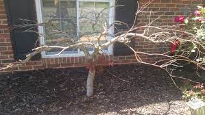 See more ideas about japanese maple, maple tree, japanese maple tree. Japanese Maple Shrub Dying Gardening Landscaping Stack Exchange