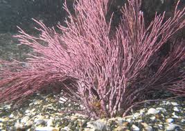 Image result for Erythrococca polyandra