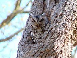Eastern Screech Owl