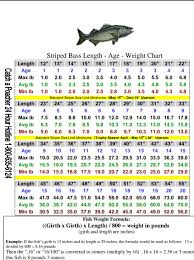 Striped Bass Size Chart Weight Charts Chart Bass