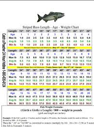 striped bass size chart weight charts chart bass