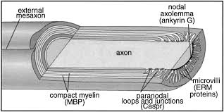 This video describes the structure and function of schwann cells. Organization Of Schwann Cell Compartments A Cross Section Through A Download Scientific Diagram