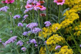 Maybe you would like to learn more about one of these? Verbena Bonariensis Lollipop Stonehouse Nursery