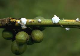 Image result for Otiophora caerulea