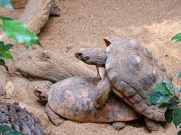 Turtle Porn | We went to the Lincoln Park Zoo yesterday. Lov… | Flickr