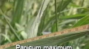 Image result for Urochloa platyrrhachis