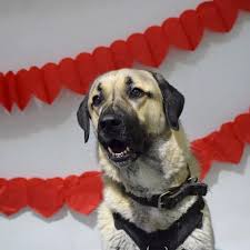 The gorgeous Essex dog thats desperate for a new home but never gets  adopted for one harsh reason - Essex Live