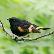 Image result for Rutidea orientalis