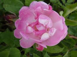 Maybe you would like to learn more about one of these? Baumschule Eggert Blutenstraucher Baumschulen Heckenpflanzen Clematis Jackmanii Clematis Jackmanii Direkt Vom Pflanzenversand Der Markenbaumschule Bestellen