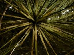 Image result for Eriocaulon setaceum