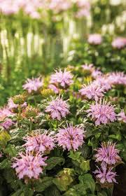 Pardon My Lavender Bee Balm Monarda Didyma Bee Balm Purple Plants The Balm