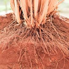 Learn about the many uses and benefits of doterra's vetiver essential oil. Vetiver Essential Oil From India