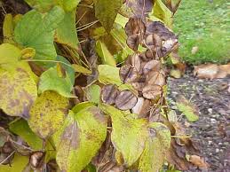 Image result for Dioscorea cotinifolia