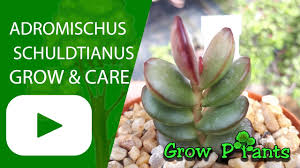 How to propagate ceropegia sandersonii 'parachute plant' from cuttings. Ceropegia Sandersonii Grow Care Parachute Plant Youtube