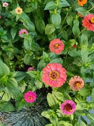Image result for Zinnia peruviana