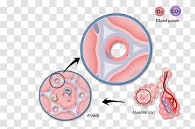 A respiratory membrane creates the barrier between alveolar air and blood, and this membrane consists only of the squamous alveolar cell, squamous endothelial cell of the capillary, and their shared basement membrane. Pulmonary Alveolus Capillary Respiratory System Lung Basement Membrane Silhouette Gas Exchange Transparent Png