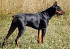 The German Pinscher Club of America | A Member of the ...