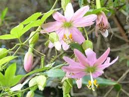 Passiflore Banane Curuba Passiflora Tripartita Var Mollissima Grenadine Banane Barbadine Banana Passion Fruit Passiflore Cactus Orchidee Photo Fleurs