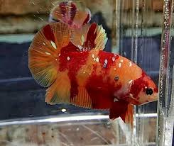 Nemo Galaxy Betta Fish Betta Fish Pet