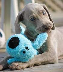 Weimaraner Puppy Weimaraner Puppies Cute Puppies Cute Dogs