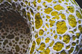 Check out our cactus melon selection for the very best in unique or custom, handmade pieces from our shops. United States Ann Arbor Cacti Yellow Plant Melon Nature Mellow Piqsels